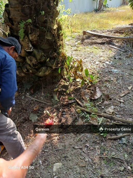 2 Ekar tanah Pertanian Kalumpang Tambahan. Kerling