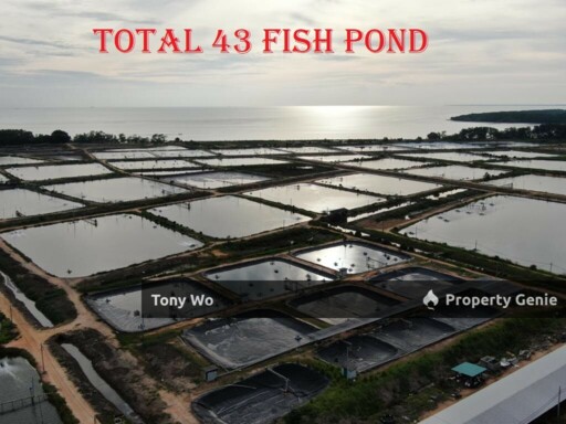 The Large Fish Pond For Sale in Johor