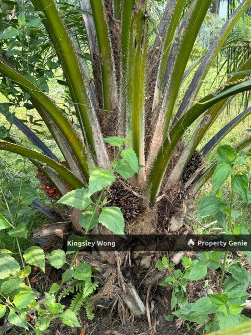 Sungai Siput 2 Acres Land Road Side Land Flat Land
