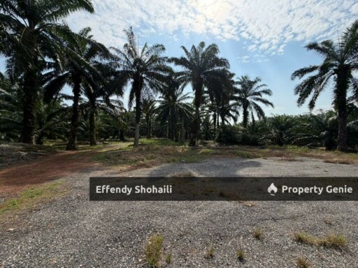 PORT DICKSON CHUAH OIL PALM ORCHARD