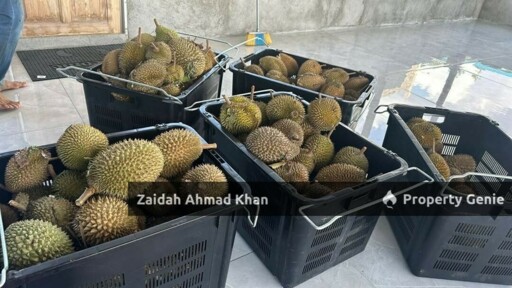 Durian Orchard Premium For Sale