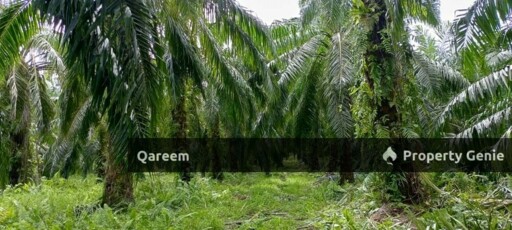 5.4 Ekar Ladang Kelapa Sawit Nyiur Sebatang Sabak Bernam