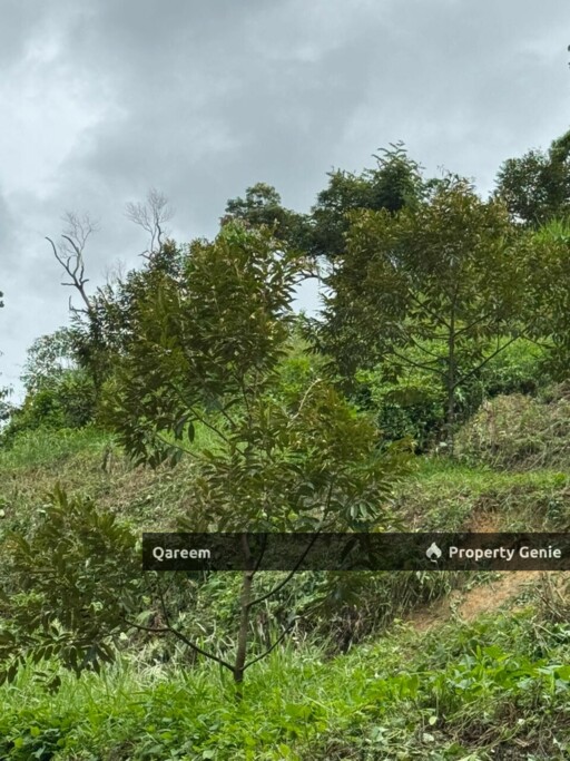 2 Ekar Dusun Durian Musang King bukit permata Gombak