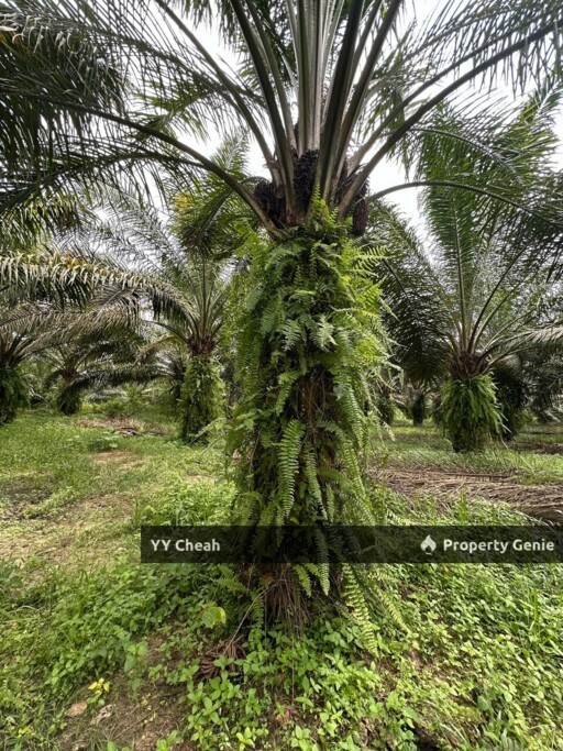 Jeram Agri Land, Perak - Freehold - Palm oil + bired nest, normal car can go