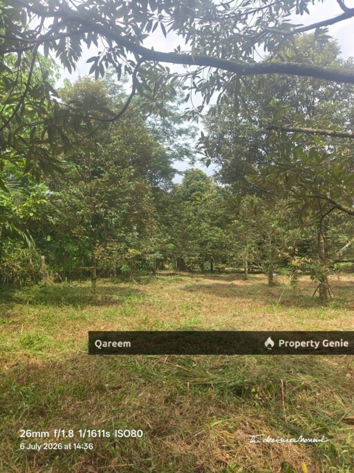 1.6 Ekar Tanah Dusun Durian Kg Kalumpang Hulu Selangor