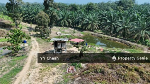 Sg Siput Perak 10 Acres Agri Land For Sale Durian & Orchard 10 Acres Freehold