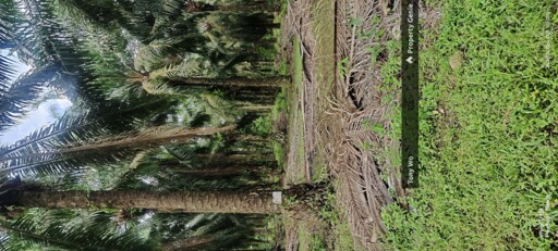 WTS  AGRICULTURE LAND  (PALM OIL FARM )