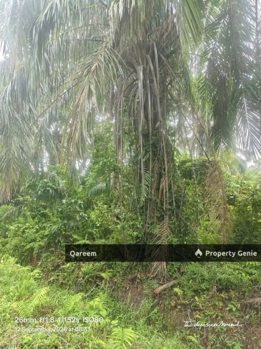 4.1 Ekar LAdang Sawit Pulau Ganda Suli Hutan Melintang, PErak