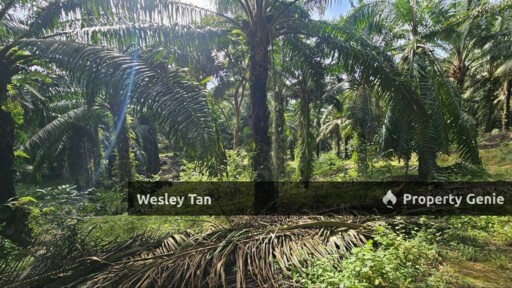 Jasin Jln Tehel Freehold Mainroad 9.9acres Matured Palm Oil Agri Land