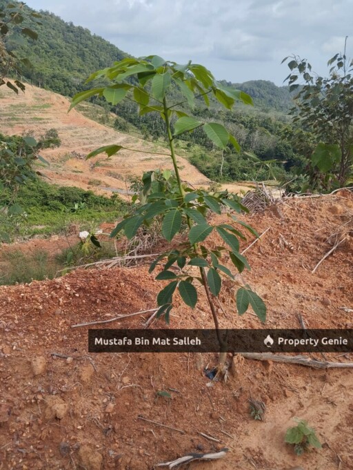 [Kebun Getah] Telok Datu, Pokok Sena