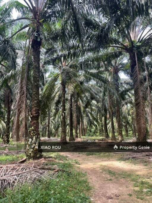 For Sales Sungai Baru @ Masjih Tanah Oil Palm Tree Land