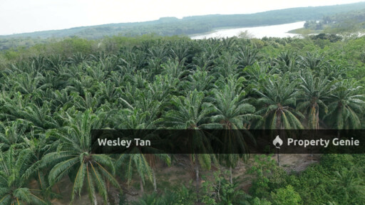 Below Value Durian Tunggal Oil Palm Land 4.1acres ROI 6% 200+- Trees