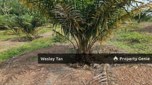 Durian Tunggal Below Value Oil Palm Approx 6.5acres land Freehold Road