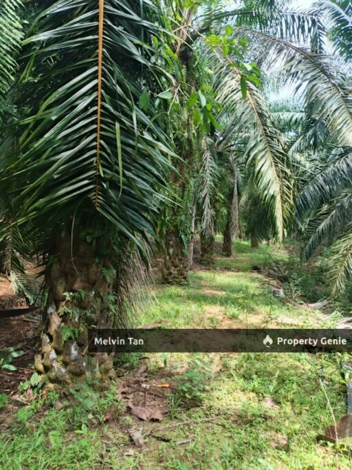 Asahan-Tangkak