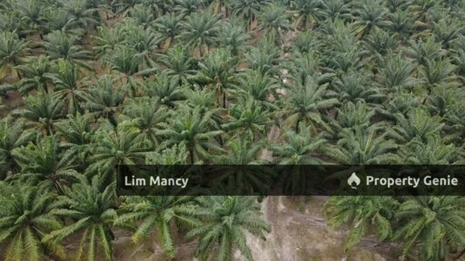 Gelang Patah / Pekan Nanas / Iskandar Puteri Agriculture Land