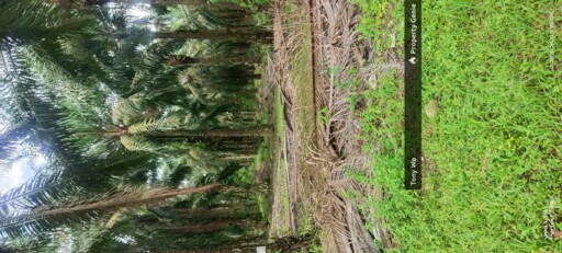 WTS  AGRICULTURE LAND  (PALM OIL FARM )
