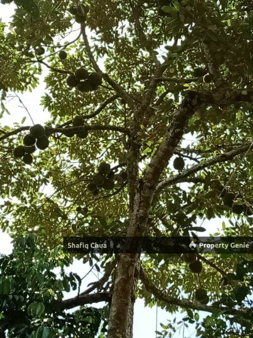 Beautiful Orchard Land for Sale in Ulu Melaka, Langkawi