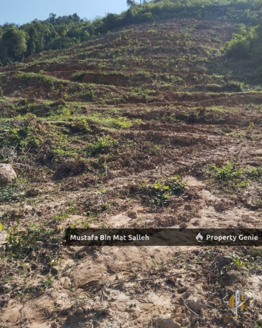 Tanah Kebun Getah Klon PB 350 Lubok Datu Pokok Sena Kedah