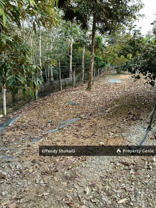 KUALA KLAWANG CHENOR AGRICULTURAL LAND