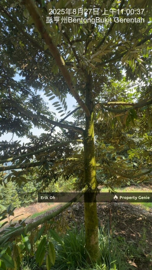 Gur Puri Bentong Pahang Durian Farm for Sale