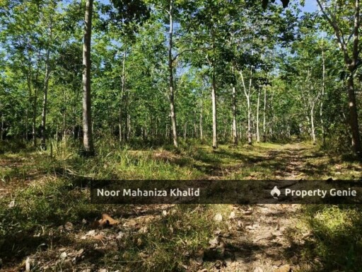 Tanah Kebun Getah, Kampung April Mukim Gajah Mati, Pokok Sena Kedah