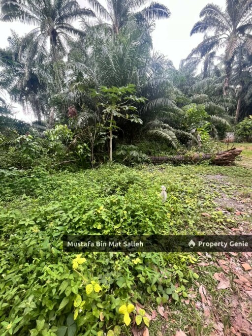 [Tanah Zon Kampung] Kg Air Melintas Besar, Tasek Gelugor