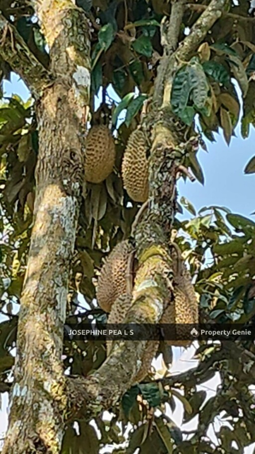 Kuala Kubu Bharu, Selangor, 40 Acres Durian Farm Agricultural Land for Sale 雪兰莪, 福隆港 榴莲种植园出售