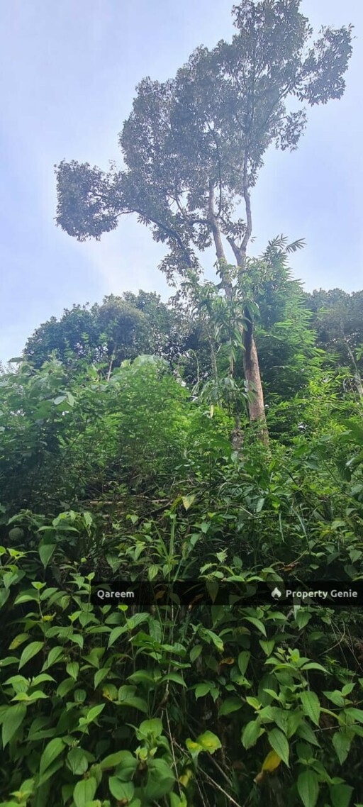 Dusun Durian Kampung Hulu Tamu Batang Kali