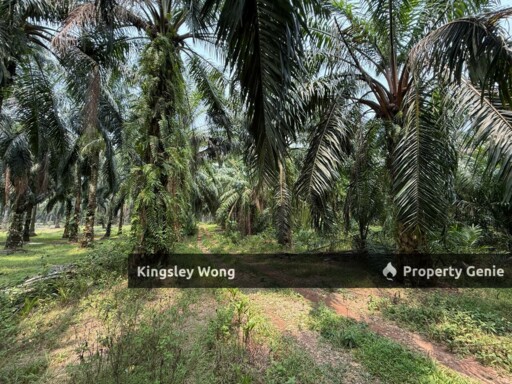 Sungai Siput Agriculture Land 3.2 Acres Flat Land Industrial Zone
