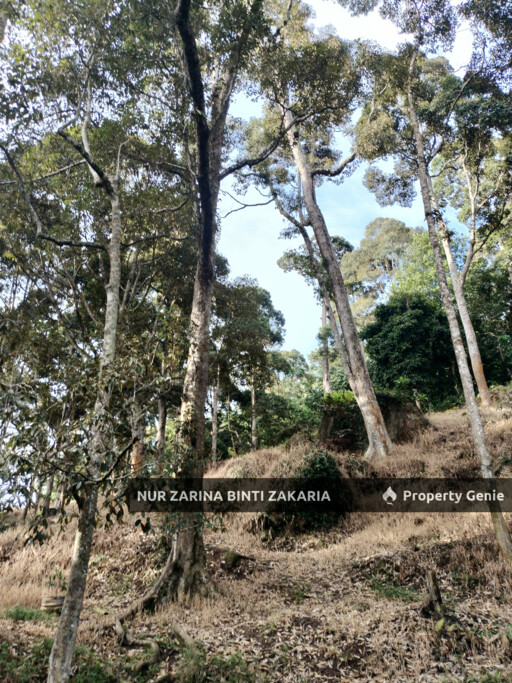 Dusun/Kebun/Orchard Durian untuk Di Jual, Kampung Jalan Bharu, Balik Pulau, Pulau Pinang