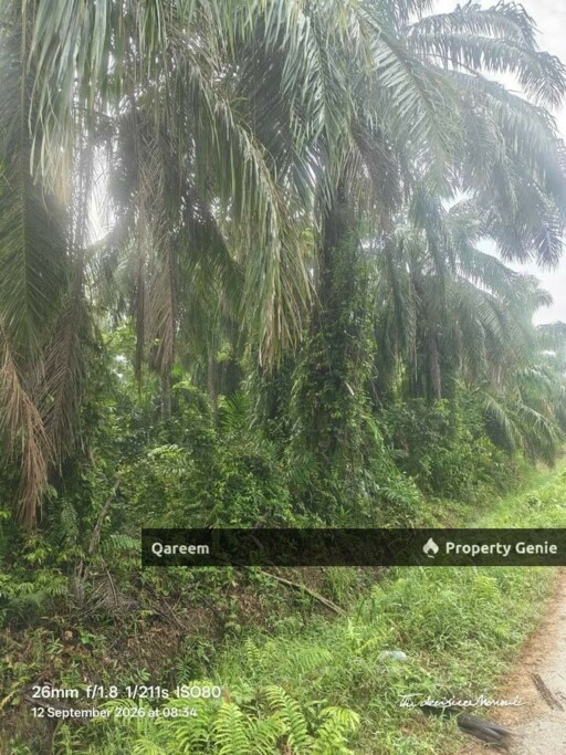 4.1 Ekar LAdang Sawit Pulau Ganda Suli Hutan Melintang, PErak