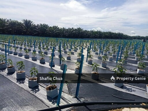 Agriculture Land Kampung Batang Rokan Gemencheh Negeri Sembilan