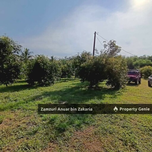 Kebun Harumanis Chuping Perlis