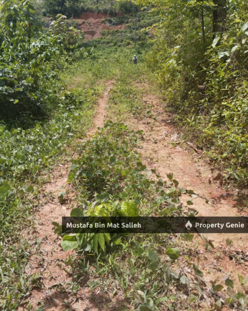 Tanah Kebun Getah Klon PB 350 Lubok Datu Pokok Sena Kedah