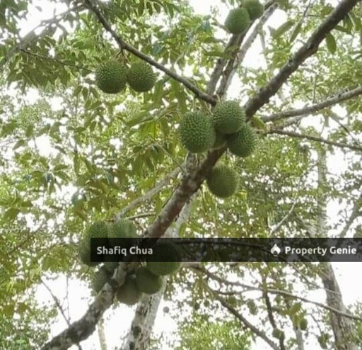 Beautiful Orchard Land for Sale in Ulu Melaka, Langkawi