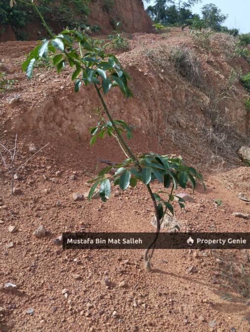 [Kebun Getah] Telok Datu, Pokok Sena