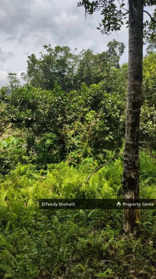 SERI MENANTI KUALA PILAH TANAH PERTANIAN