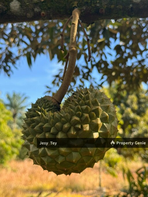 Parit Abdul Rahman, Pontian, Johor (Durian Farm) Land for Sale