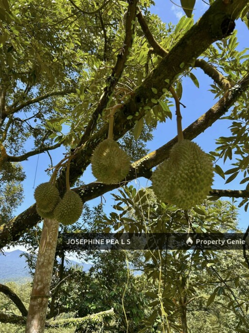 Kuala Kubu Bharu, Selangor, 40 Acres Durian Farm Agricultural Land for Sale 雪兰莪, 福隆港 榴莲种植园出售