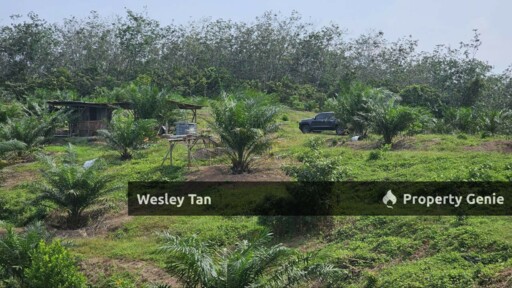 Durian Tunggal Below Value Oil Palm Approx 6.5acres land Freehold Road