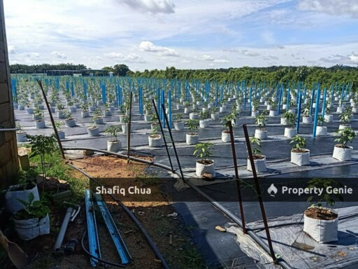 Agriculture Land Kampung Batang Rokan Gemencheh Negeri Sembilan