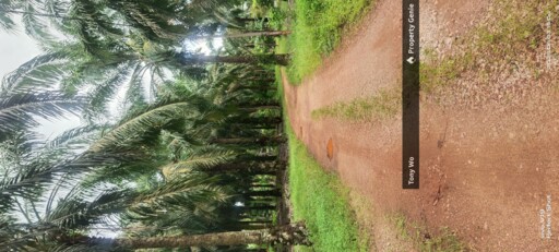 WTS  AGRICULTURE LAND  (PALM OIL FARM )