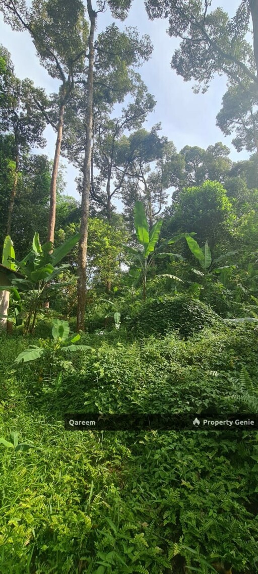 Dusun Durian Kampung Hulu Tamu Batang Kali