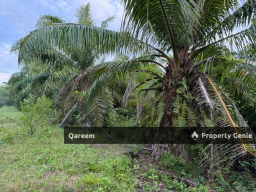 2.01 Ekar Ladang Kelapa Sawit Kg Sekendi Sabak Bernam