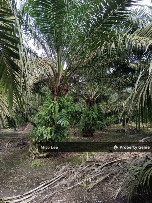 Pontian Freehold Oil Palm Agriculture Land For Sale!!