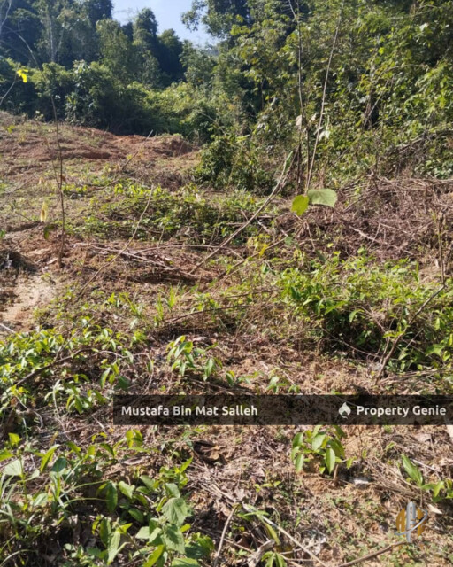 Tanah Kebun Getah Klon PB 350 Lubok Datu Pokok Sena Kedah