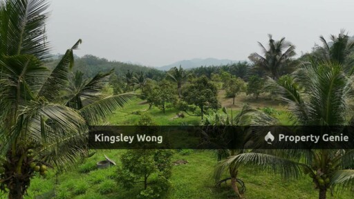 Jalong Tinggi Sg Siput Easy Entry with Asphalt Road 4 Acres Durian Orchard Farm