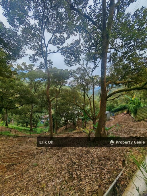 Gur Puri Bentong Pahang Durian Farm for Sale