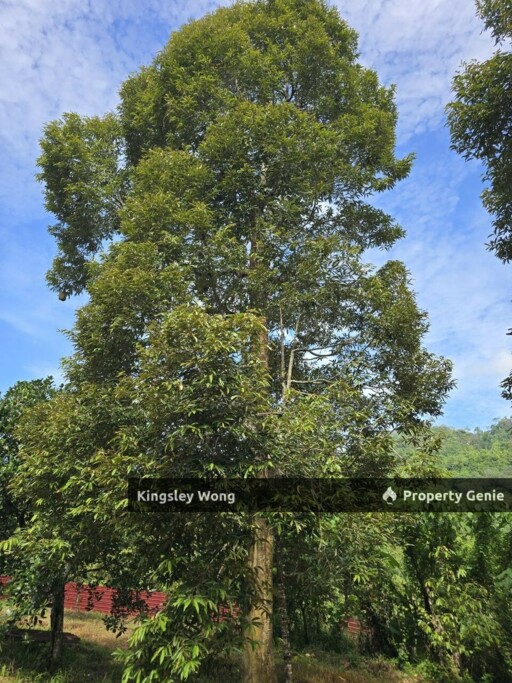 Sauk, Kuala Kangsar Freehold 4.48 Acres Agriculture Land Near Main Road