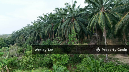Below Value Durian Tunggal Oil Palm Land 4.1acres ROI 6% 200+- Trees